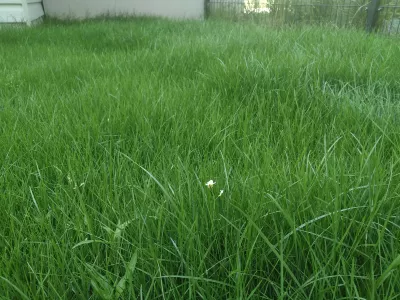 Travnjak Gnojiva YaraMila Kompleks: Kako Ga Koristiti? : Zdrava vrtna trava kotrljaju se s rastom cvijeta nakon oplodnje s kompleksom Yaramila