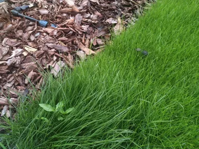 Gräsmatare YaraMila Complex: Hur Man Använder Det? : Ogräs och svamp växer på mos i gräsmatta gräs trädgård