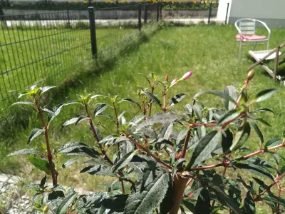 Fuchsia Sur Le Rebord De La Fenêtre