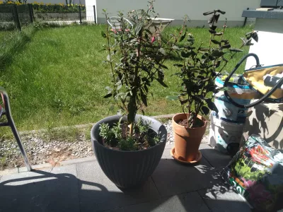 Fuchsia Sur Le Rebord De La Fenêtre : Fuschia sur une terrasse Obtenir la lumière du soleil