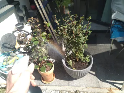 Fuchsia On The Windowsill : Watering fuschia plants under the sun