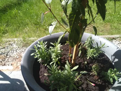 Fuchsia Sur Le Rebord De La Fenêtre : Fuschia dans un pot noir