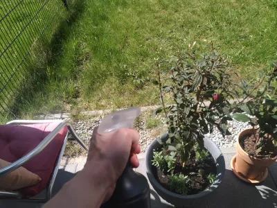 Fuchsia On The Windowsill : Taking care of fuschia plant under sunlight