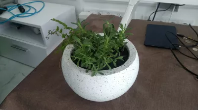 How to grow lavender on the balcony? : Lavender plant growing indoor in a stone pot
