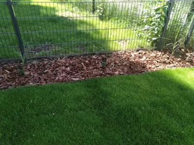 Miscanthus Chinês: um hóspede do leste no jardim : Uma fileira de miscanthus sinensis maleptarus recentemente plantado em um jardim