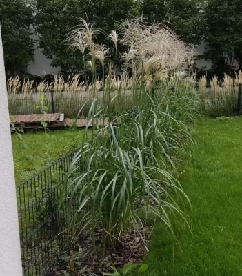 Miscanthus chinese: a Far Eastern guest in the garden : Full grown Chinese Miscanthus in a green garden