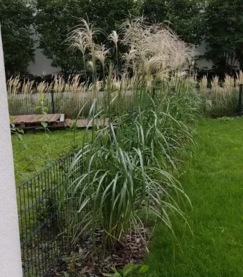 Miscanthus chinese: a Far Eastern guest in the garden : Miscanthus Sinensis silvergrass in a garden