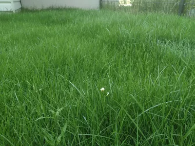 Fertilizer Lawn Coimpléasc YaraMila: Conas É A Úsáid? : Rollaí féir gairdín sláintiúil le bláth ag fás tar éis toirchithe le coimpléasc yaramila