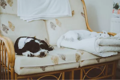 Dear New Parents, Quality Sleep is Possible with an Air Purifier : Dog resting on sofa