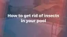 How to get rid of insects in your pool